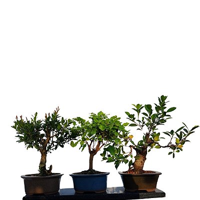 Kit Bonsais 3 Anos