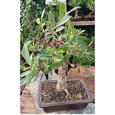 Ficus