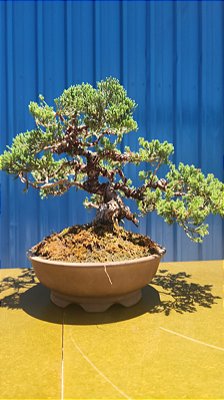 Junípero Procumbens