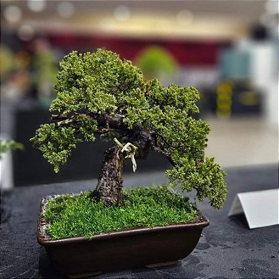 Junípero Procumbens