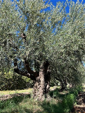 Oliveira centenária