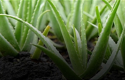 Aloe Vera