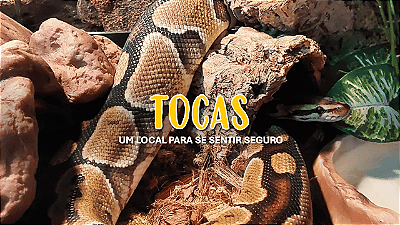 Tocas