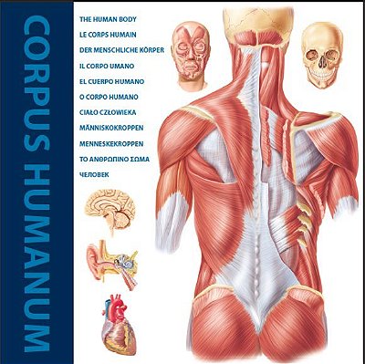 The Human Body-..