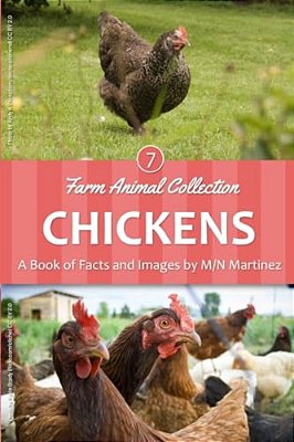 Chickens-..