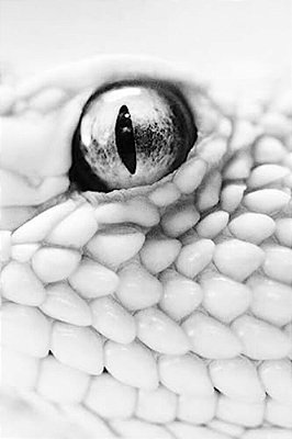 The Lair Of The White Worm-..