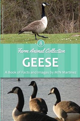 Geese-..