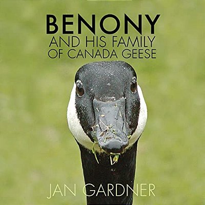 Benony And His Family Of Canada Geese-..