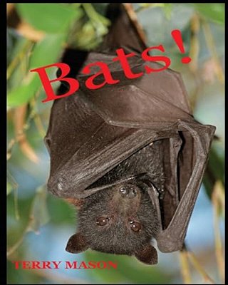 Bats: Learn About These Strange And Wonderful Creatures Of The Night-..