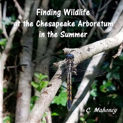 Finding Wildlife At The Chesapeake Arboretum In The Summer-..