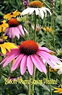 Bloom Where You'Re Planted-..
