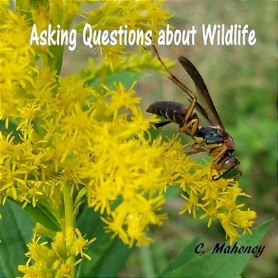 Asking Questions About Wildlife-..