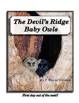 The Devil's Ridge Baby Owls: First Day Out Of The Nest!-..