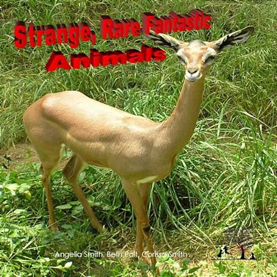 Strange Rare Fantastic Animals-..
