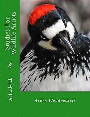 Acorn Woodpeckers: Studies For Wildlife Artists-..