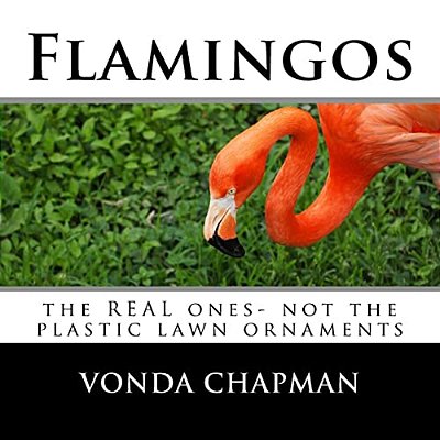 Flamingos: The Real Ones- Not The Plastic Lawn Ornaments-..