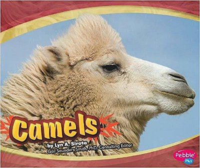 Camels - Asian Animals-..