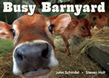 Busy Barnyard-..