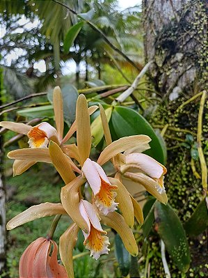 Cattleya Forbesi