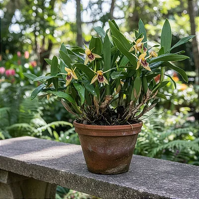 Coelogyne Fimbriata