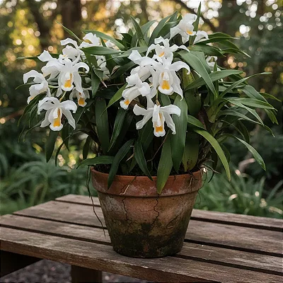 Coelogyne Cristata