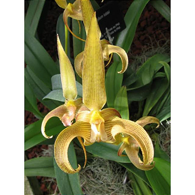 Bulbophyllum Lobbii
