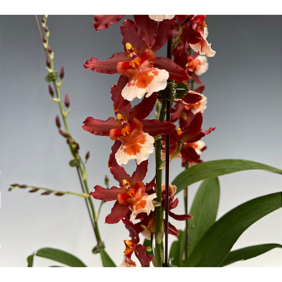 Oncostele Firecracker 'New Year'