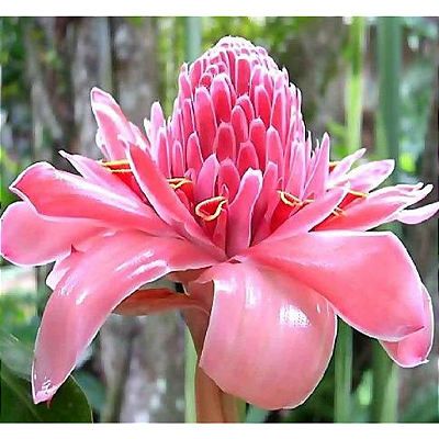 Bastão do Imperador Rosa