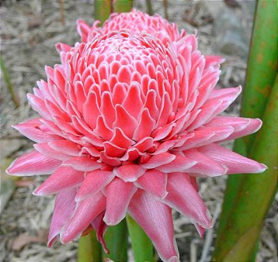 Bastão do Imperador Rosa