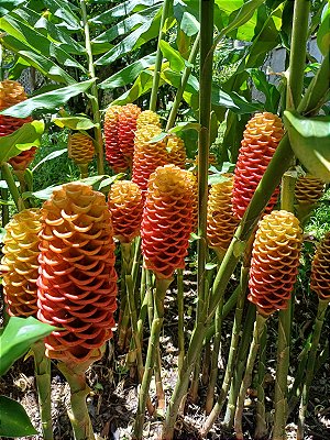 Gengibre Ornamental - Zingiber Spectabile