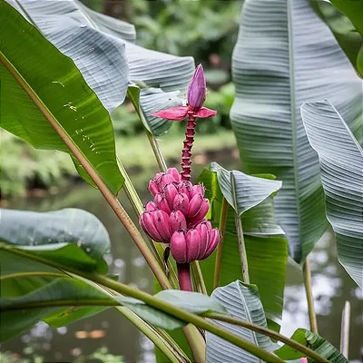 Banana Rosa - Musa Velutina