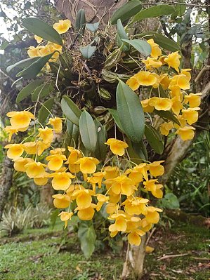 Dendrobium Aggregatum