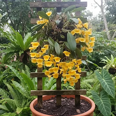 Dendrobium Aggregatum