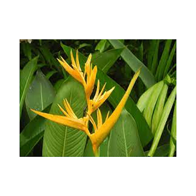 Heliconia Amarela - Heliconia Aemygdiana
