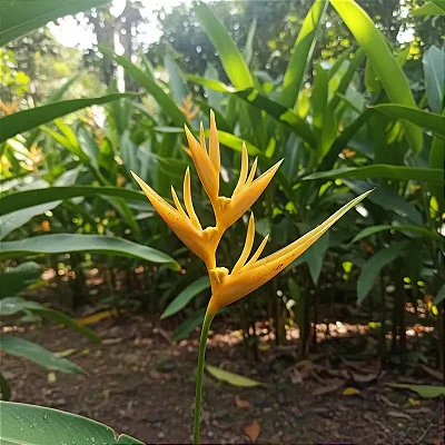 Heliconia Amarela - Heliconia Aemygdiana