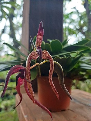 Bulbophyllum meen garuda