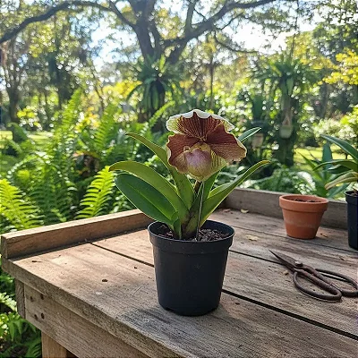 Paphiopedilum híbrido