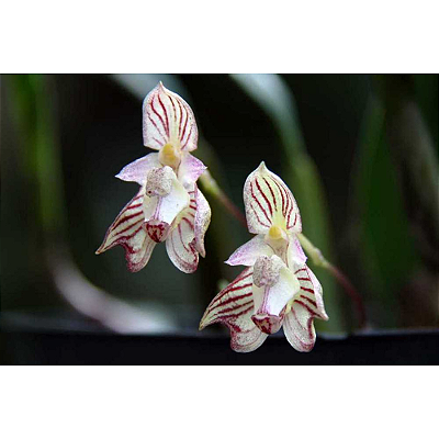 Bulbophyllum Ambrosiae