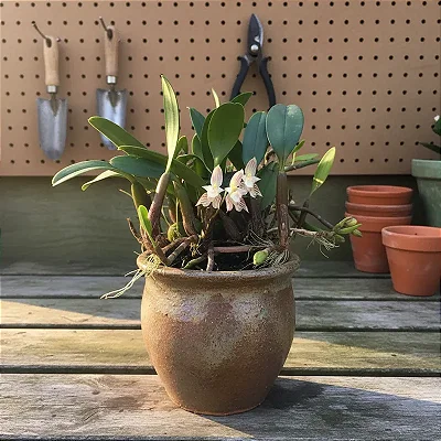 Bulbophyllum Ambrosiae