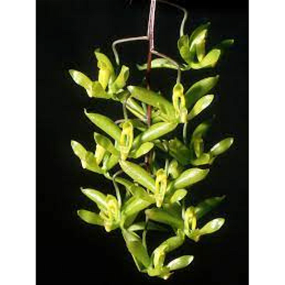 Cirrhaea Fuscolutea