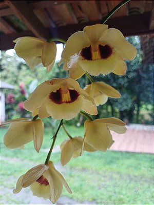 Dendrobium Gatton Sunray