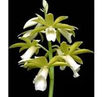 Phaius Tankervilleae Alba