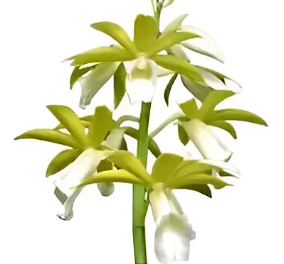 Phaius Tankervilleae Alba