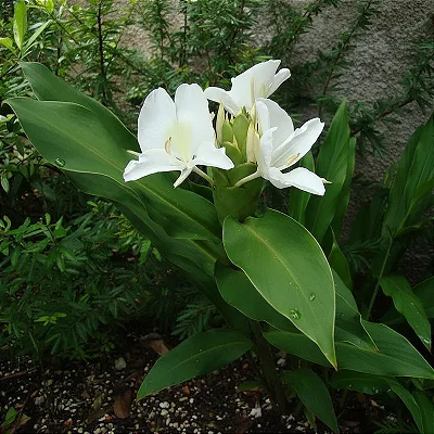 Lírio do Brejo - Hedychium coronarium