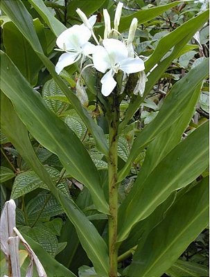 Lírio do Brejo - Hedychium coronarium