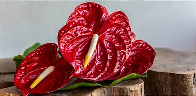 Antúrio Rubi - Anthurium andreanum