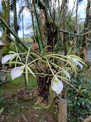 Brassavola Perrini