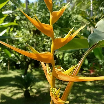 helicônia-asa-de-arara - Heliconia latispatha