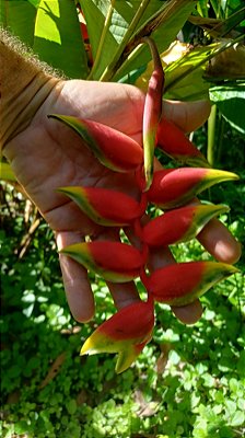 Helicônia rostrata mini