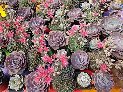 variados